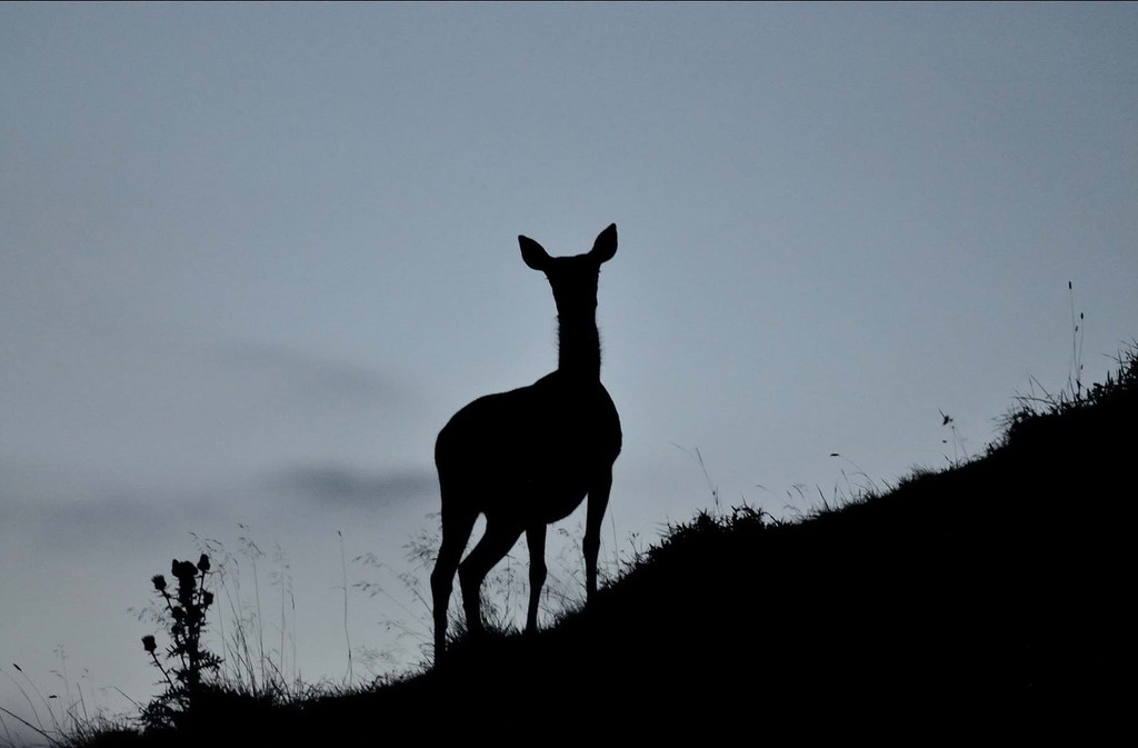 Nicolas Pirolet Sàrl Biche