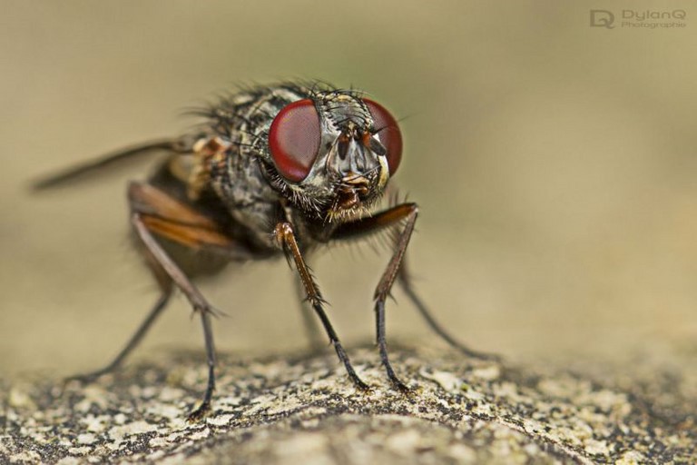 Cours macro-photo