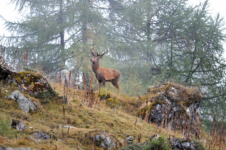 Conférence photo animalière Conférence photo animalière